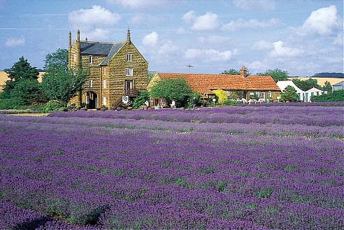 Norfolk lavendar