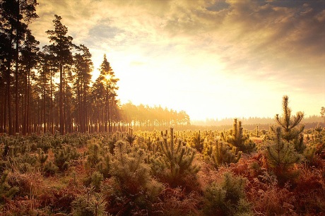 Thetford Forest sunrise