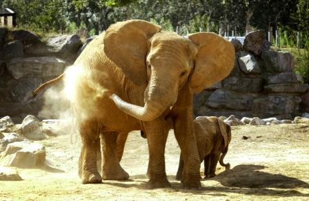 Colchester Zoo