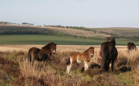 exmoor ponies