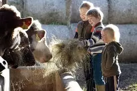 child friendly feeding cows