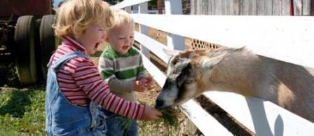 children feeding goats