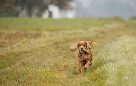 dog running