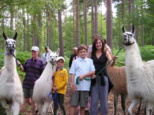 child friendly llama trek surrey 
