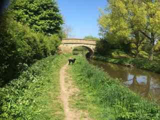 Dog by canal