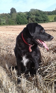 A happy Farm Stay dog