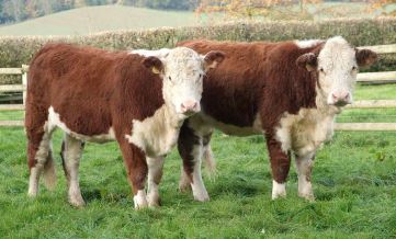 Herefordshire Cattle