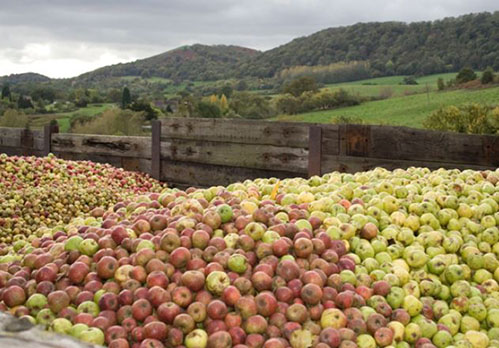 Cider Harvest