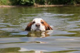 Spaniel in the River