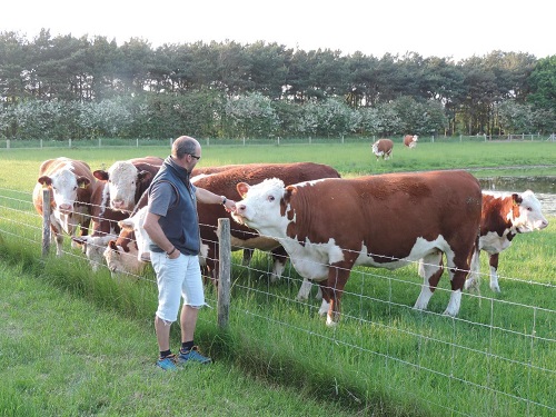 Rural Roosts - Cows