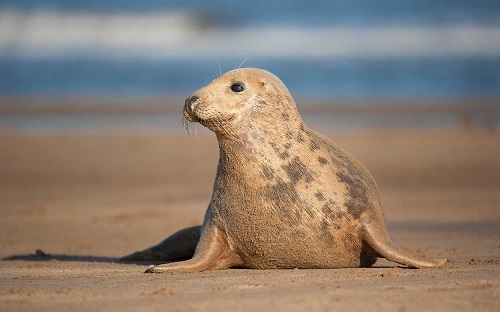 Farm Stay Holidays - Donna Nook Nature Reserve 