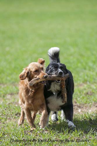 Dogs playing