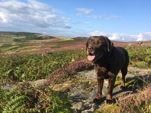 Dog walking in the Peak District 