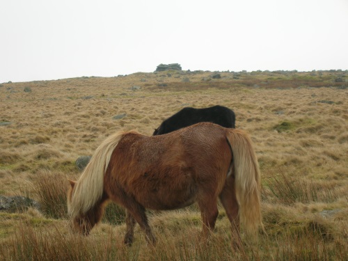 Bodmin Moor