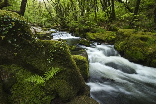 Golitha Falls