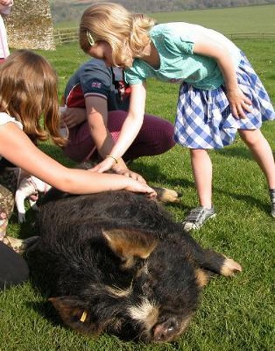 Animal petting at treworgey Farm