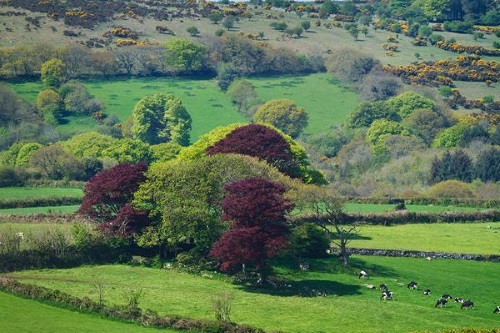 Cornish Countryside at Copper Meadow.