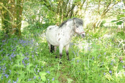 Chark Farm Pony, Lanivet