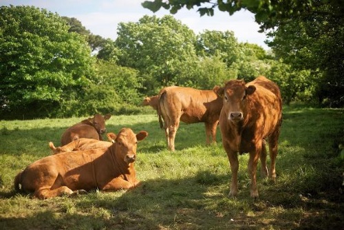 Cattle grazing at Talehay Farm.