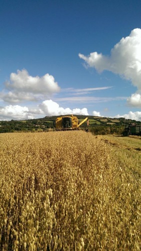 Combine working at Polhilsa Farm