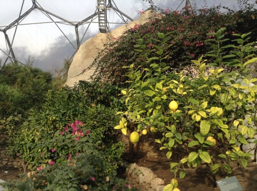 Eden Project