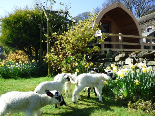 Lambs and Daffodils