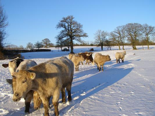 cows in the snow