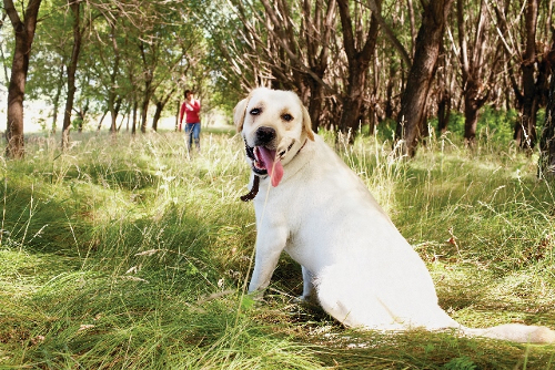 Taking your dog on a walk