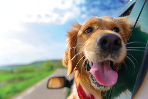 Dog leaning out of car window