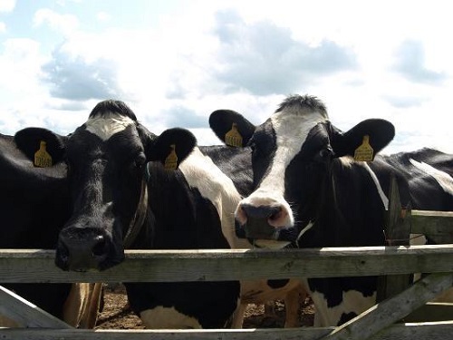 2 cows leaning over the fence