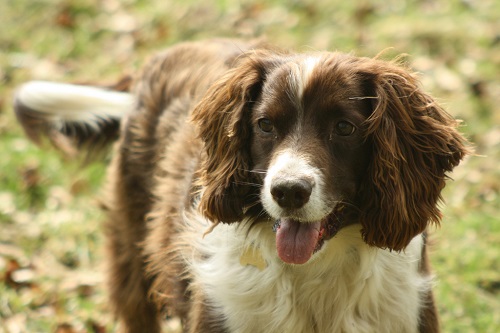 Dog Friendly Holiday Cottages