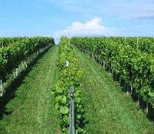 Eastcott Vineyard