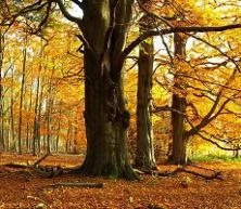 Sherwood Forest National Nature Reserve