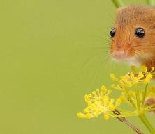 Welsh Wildlife Centre