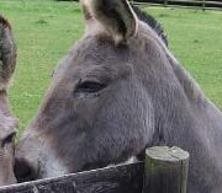 Dwyfor Ranch Rabbit Farm