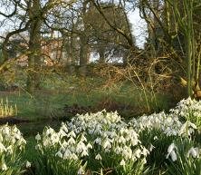 Snowdrop Walk