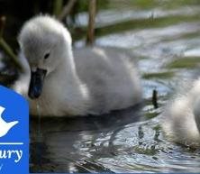 Abbotsbury Swannery