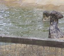 Mablethorpe Seal Sanctuary & Wildlife Centre