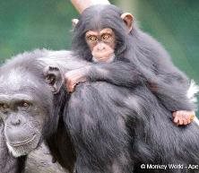 Monkey World - Ape Rescue Centre
