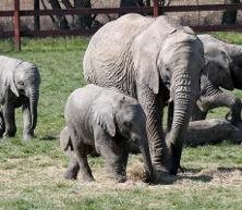 Howletts Wild Animal Park