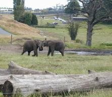 West Midlands Safari Park