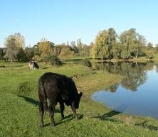 Harrold-Odell Country Park