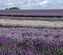 Cotswold Lavender