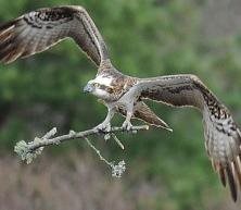 Loch of the Lowes - Osprey tracking