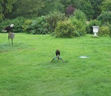 Eagles Flying