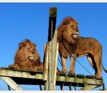 Noah's Ark Zoo Farm 