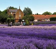 Norfolk Lavender