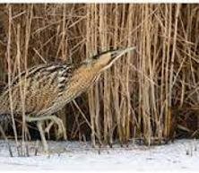 RSPB Minsmere