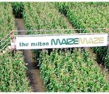 Amazing Maze Maze at Milton