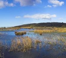 Leighton Moss RSPB Bird Reserve